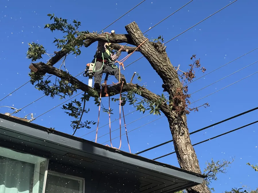 Tree trimming next to a house